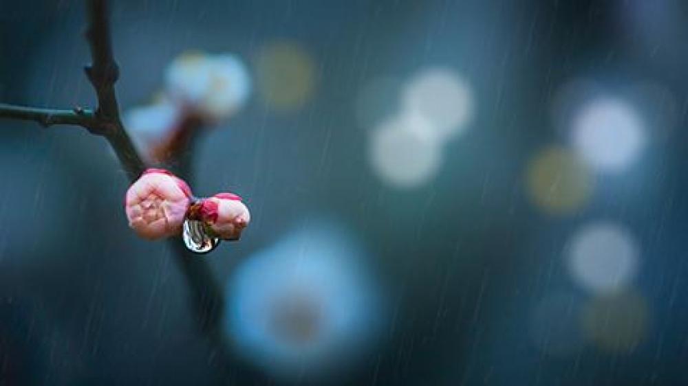 马舍雨前后期思路及技法解析-雨梅